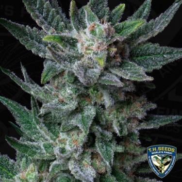 Auto Bubblegum de T.H. Seeds automática - Grow Barato