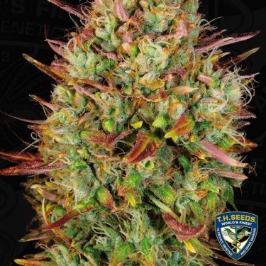 Auto MK Ultra semillas de T.H. Seeds - Grow Barato