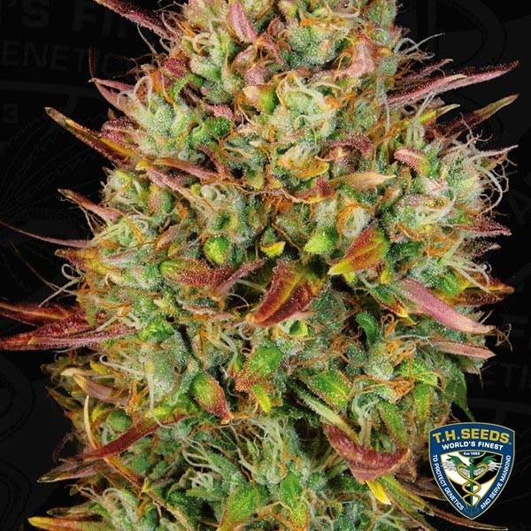 Auto MK Ultra semillas de T.H. Seeds - Grow Barato