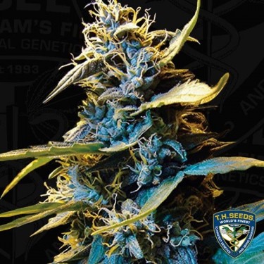 Auto Northern Hog feminizada T.H. Seeds - Grow Barato