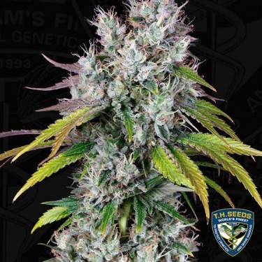 Underdawg Semillas feminizadas de T.H. Seeds - Grow Barato