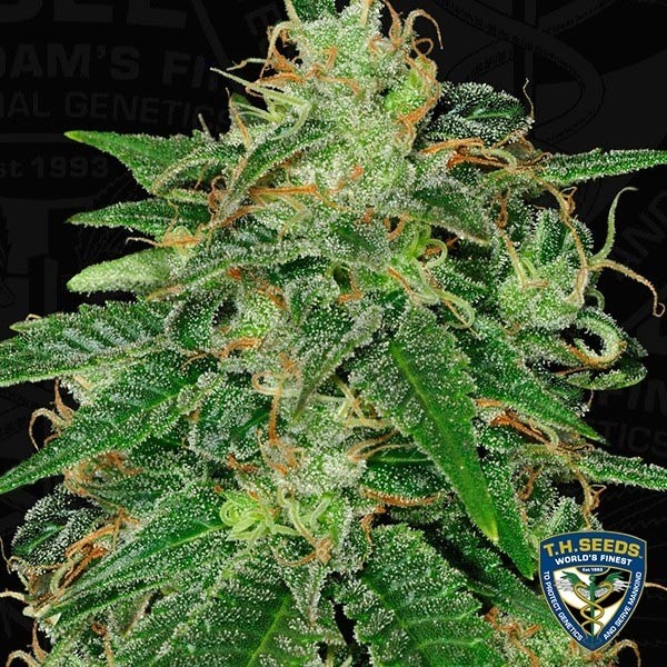 S.A.G.E. Feminizada del banco T.H. Seeds - Grow Barato