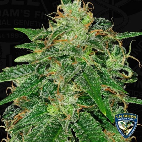S.A.G.E. Feminizada del banco T.H. Seeds - Grow Barato S.A.G.E. Feminizada del banco T.H. Seeds - Grow Barato
