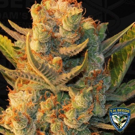 Planta MK Ultra x Bubblegum Marijuana Planta MK Ultra x Bubblegum Marijuana