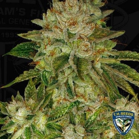 MK Ultra Plante de marijuana MK Ultra Plante de marijuana