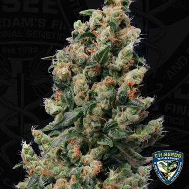 Kushage Plante de marijuana