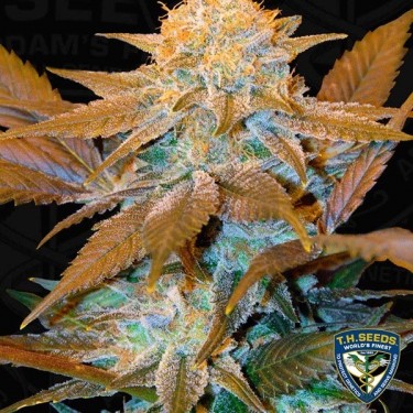 Critical Hog Feminizada de T.H. Seeds - Grow Barato