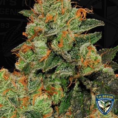 Bubblegum Feminizadas de T.H. Seeds - Grow Barato