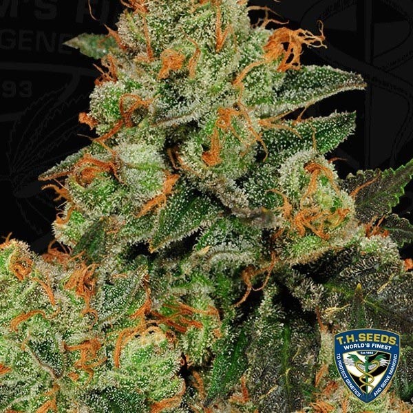 Bubblegum Feminizado de Sementes T.H. - Crescer Barato