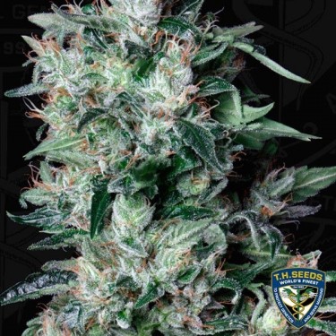 A-Train Feminizada del banco T.H. Seeds - Grow Barato