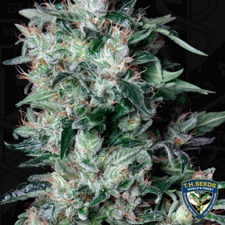 A-Train Feminizada del banco T.H. Seeds - Grow Barato A-Train Feminizada del banco T.H. Seeds - Grow Barato