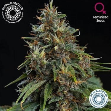 Bisho Purple de Tropical Seeds Co feminizada - Grow Barato