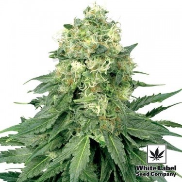 White Widow regulares de White Label - Grow Barato