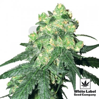 White Label Rhino regular White Label - Grow Barato