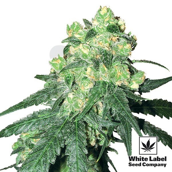 White Label Rhino regolare di White Label.