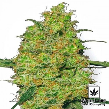 Master Kush semillas Regulares de White Label - Grow Barato