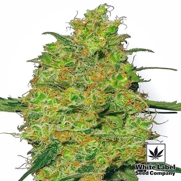 Master Kush semillas Regulares de White Label - Grow Barato
