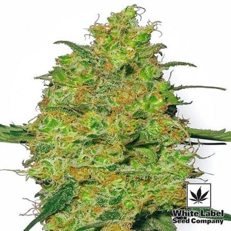 Master Kush semillas Regulares de White Label - Grow Barato Master Kush semillas Regulares de White Label - Grow Barato