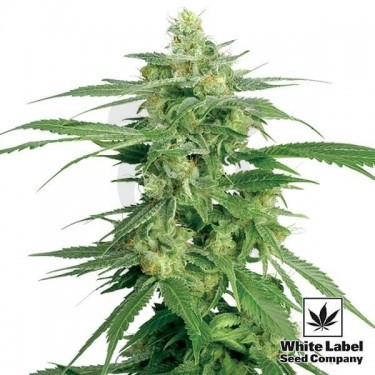 Holland's Hope regolare di White Label.