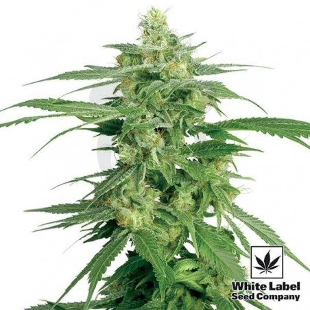 Holland's Hope regular White Label - Crescer Barato Holland's Hope regular White Label - Crescer Barato