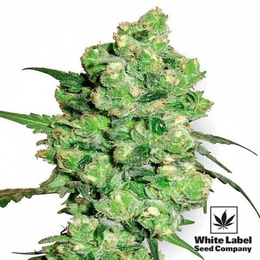 Super Skunk Regular White Label Seeds - Grow Barato