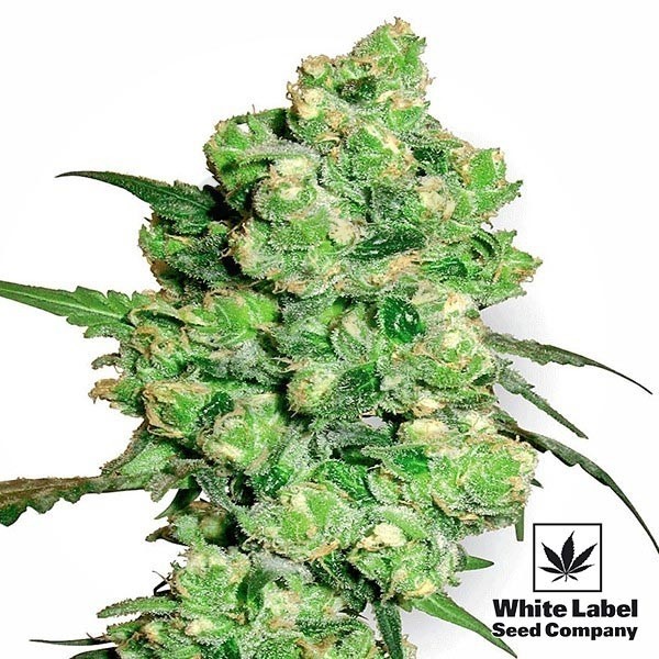 Super Skunk Regular White Label Seeds - Grow Barato