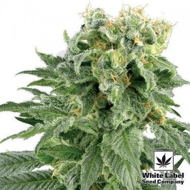 Double Gum Regular de Semilas White Label - Grow Barato