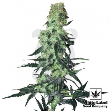 Amnesia White Regular de White Label - Grow Barato