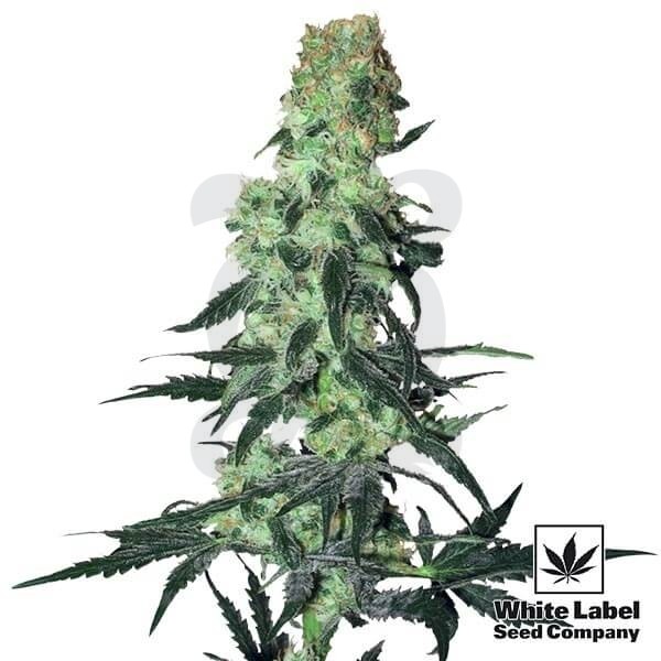 Amnesia White Regular di White Label.