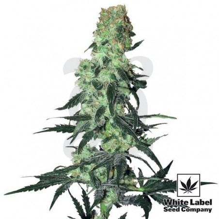 Amnesia White Regular di White Label. Amnesia White Regular di White Label.