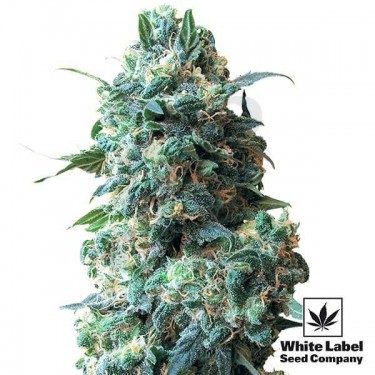 Afghan Kush Regular semillas White Label - Grow Barato