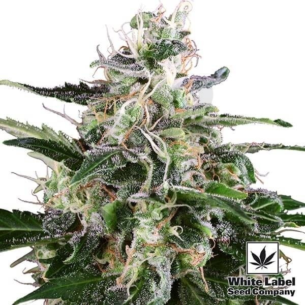 White Skunk Auto Cannabis Plant