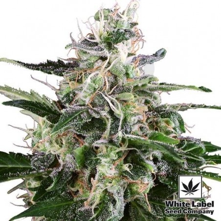 White Skunk Automatic de White Label - Grow Barato White Skunk Automatic de White Label - Grow Barato