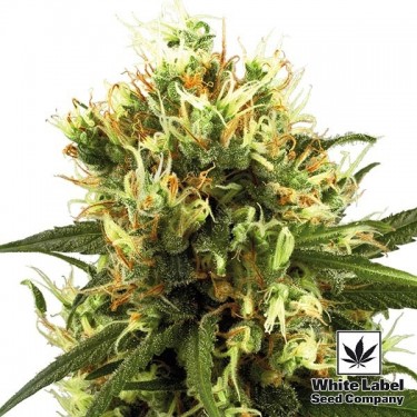 White Haze Auto de White Label Seed Company - Grow Barato