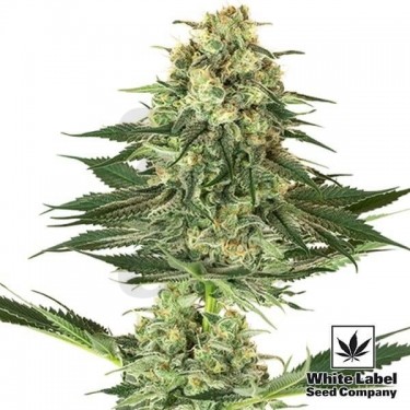 Banana Kush feminizada de White Label Seeds - Grow Barato