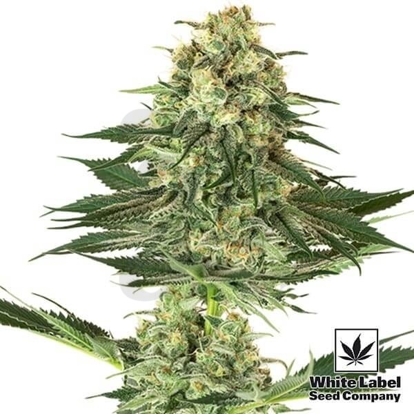 Banana Kush feminizada de White Label Seeds - Grow Barato