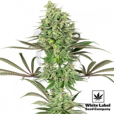 Double Banana Kush de White Label Seeds - Grow Barato