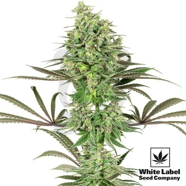 Double Banana Kush de White Label Seeds - Grow Barato