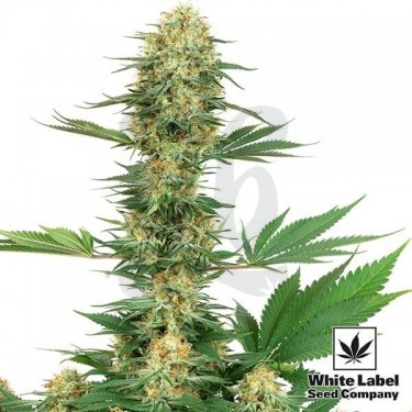 Gelato 420 de White Label sabrosa y potente - Grow Barato