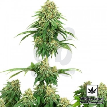Girl Scout Cookies de White Label Seeds - Grow Barato