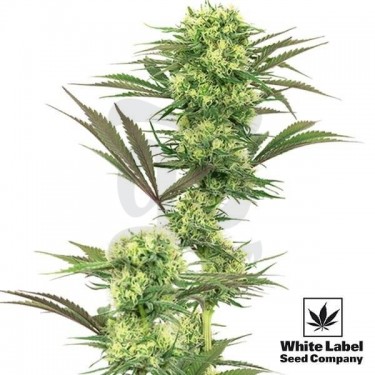 Guava Jelly de White Label de efecto activo - Grow Barato