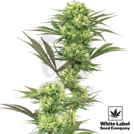 Guava Jelly de White Label de efecto activo - Grow Barato Guava Jelly de White Label de efecto activo - Grow Barato