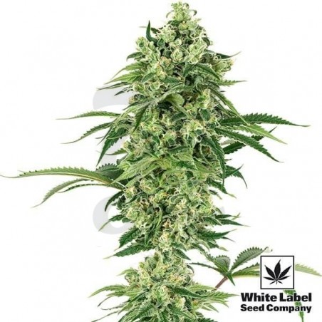 Nicole Hindu Kush de White Label Seeds índica - Grow Barato
