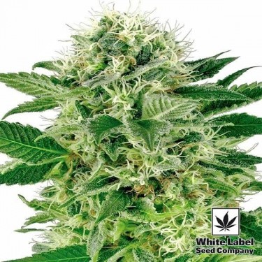 Northern Lights de White Label feminizada - Grow Barato