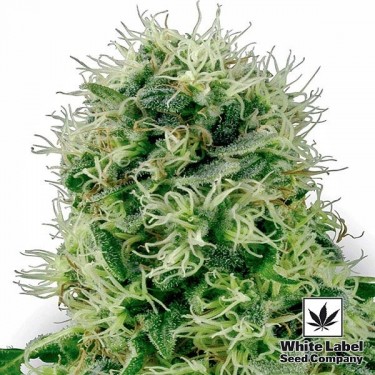 Pure Power Plant de White Label feminizada - Grow Barato