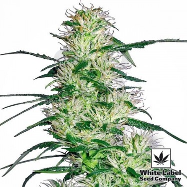 Purple Haze