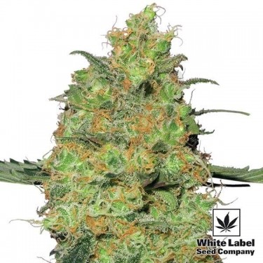 Master Kush feminizada de White Label - Grow Barato