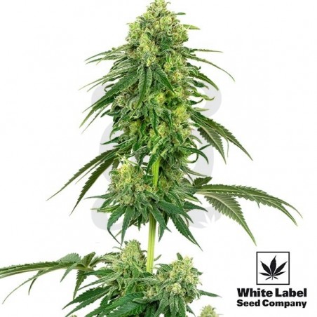 Strawberry Kush White Label Seeds sabor fresa - Grow Barato Strawberry Kush White Label Seeds sabor fresa - Grow Barato