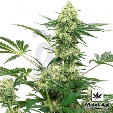 Semillas Wedding Cheesecake de White Label - Grow Barato