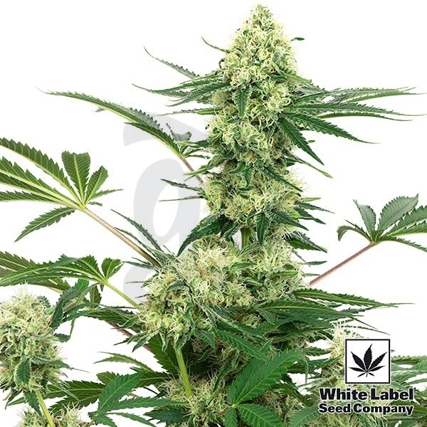 Sementes de Cheesecake de Casamento White Label - Crescer Barato